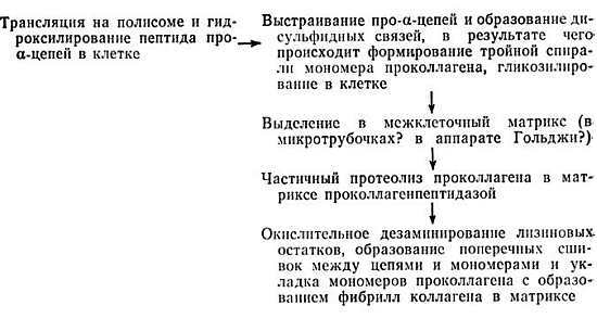 Биохимия старения - _13.jpg_0