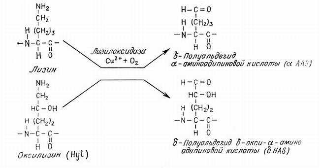 Биохимия старения - _14.jpg_1