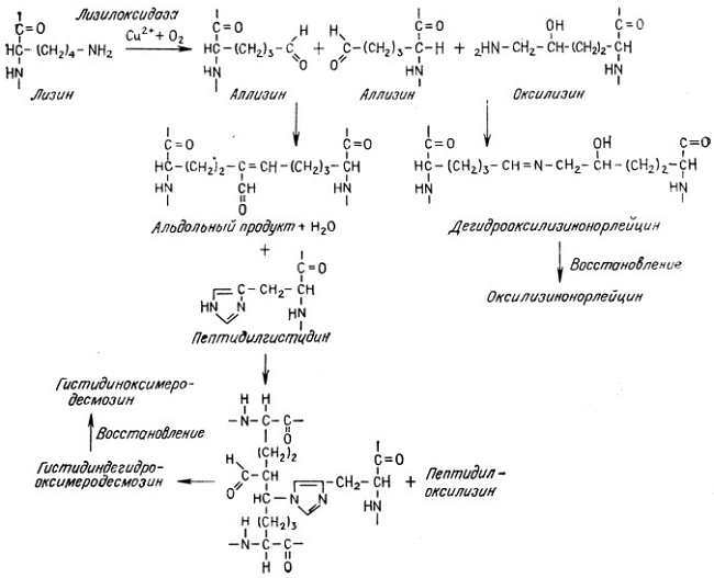 Биохимия старения - _15.jpg_0