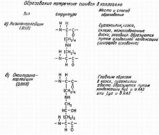 Биохимия старения - _16.jpg_0