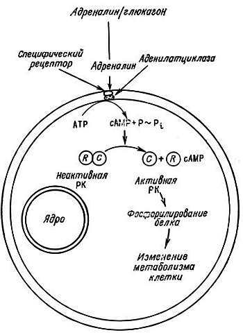 Биохимия старения - _25.jpg_0