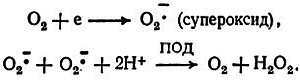 Биохимия старения - _38.jpg_0