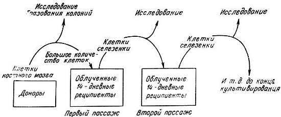 Биохимия старения - _65.jpg