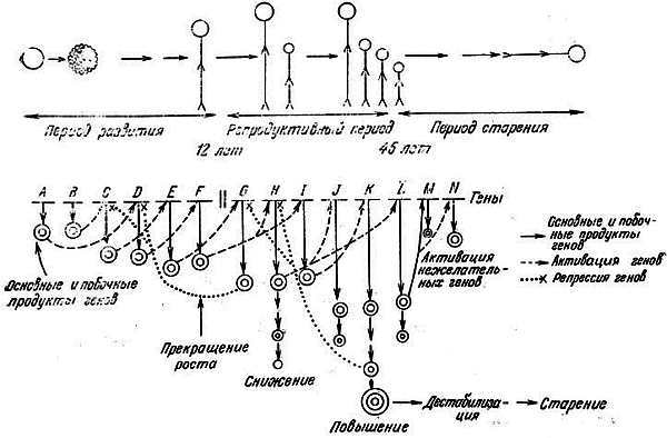 Биохимия старения - _72.jpg