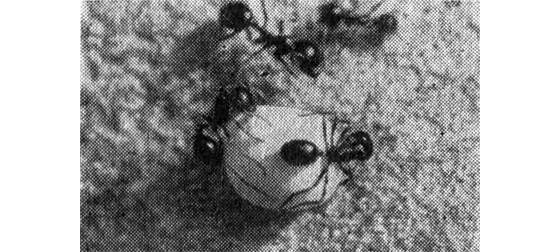 Лунка серебристая - i_008.jpg