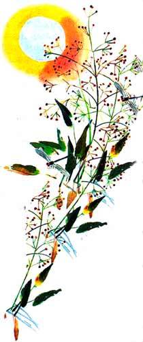 Большая книга о природе - i_097.jpg