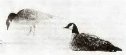 Знание-сила, 1998 № 01 (847) - _134.jpg