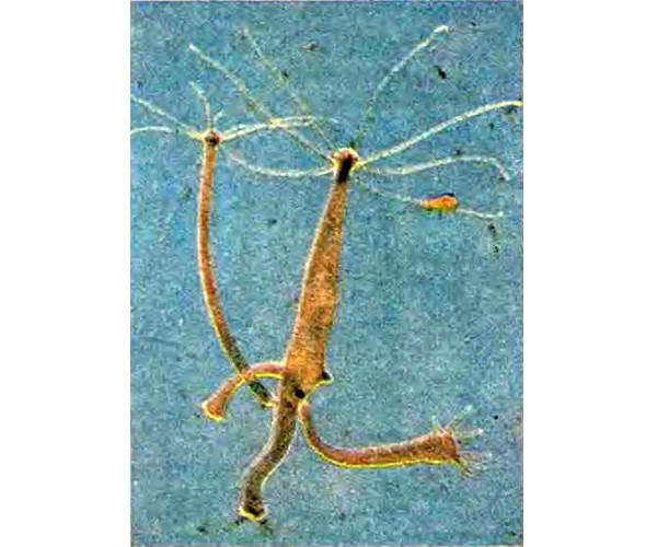 Беспозвоночные. Ископаемые животные - i_063.jpg