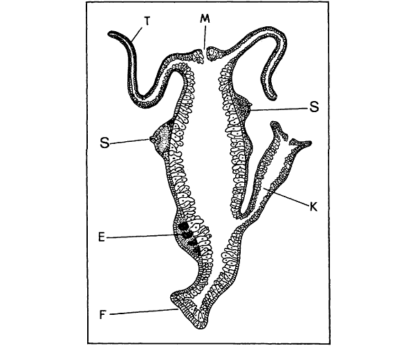 Беспозвоночные. Ископаемые животные - i_064.png