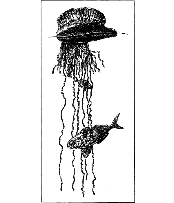 Беспозвоночные. Ископаемые животные - i_066.png