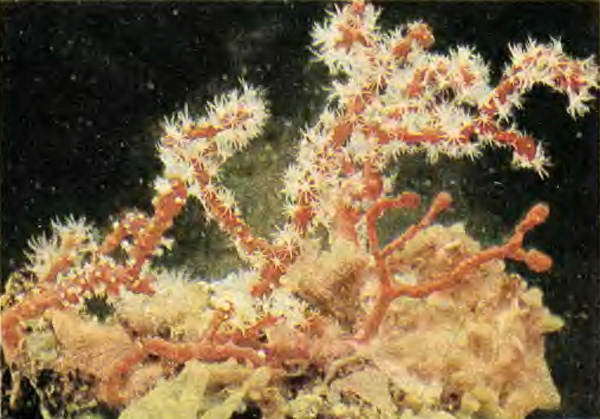 Беспозвоночные. Ископаемые животные - i_067.jpg