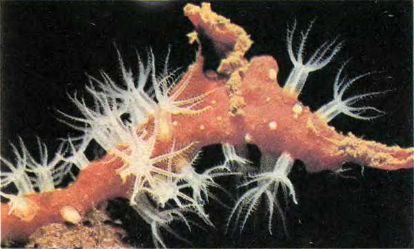 Беспозвоночные. Ископаемые животные - i_068.jpg