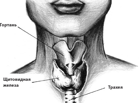 Что со мной, доктор? Вся правда о щитовидной железе - _3.jpg
