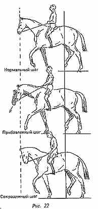 Учебник верховой езды - i_022.png