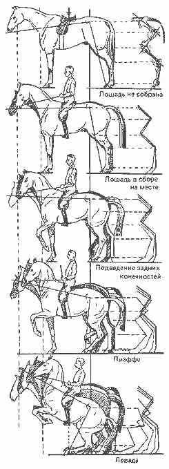 Учебник верховой езды - i_024.png