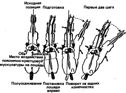 Учебник верховой езды - i_029.png