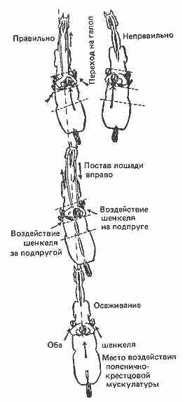 Учебник верховой езды - i_031.png