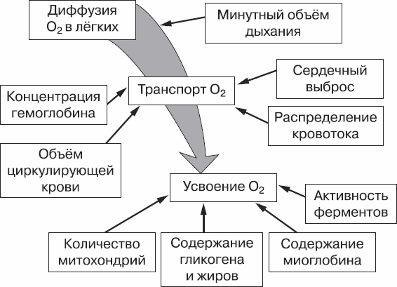 Развитие выносливости у спортсменов - _01.png