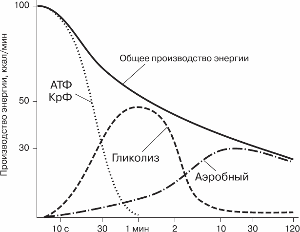 Развитие выносливости у спортсменов - _02.png