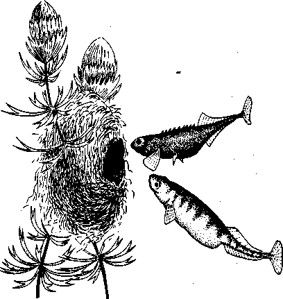 Социальное поведение животных - img_22.png