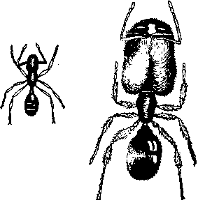 Социальное поведение животных - img_67.png