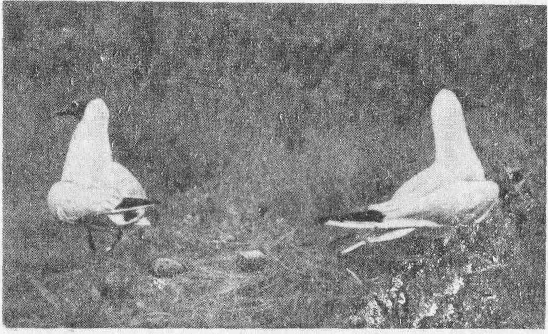 Социальное поведение животных - img_73.png