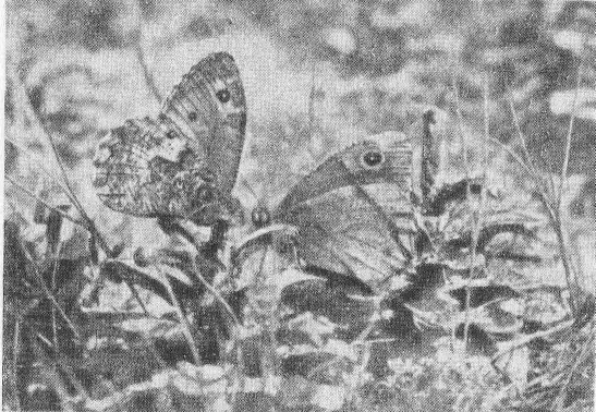 Социальное поведение животных - img_74.png