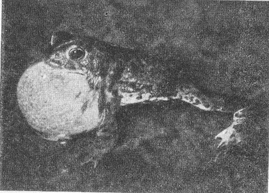 Социальное поведение животных - img_75.png