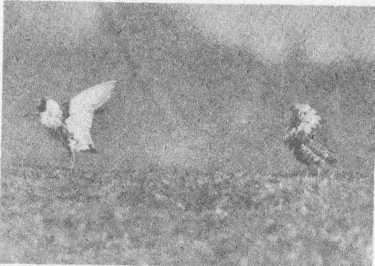 Социальное поведение животных - img_76.png