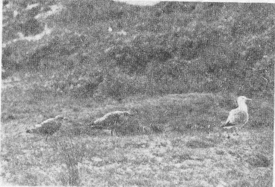 Социальное поведение животных - img_78.png