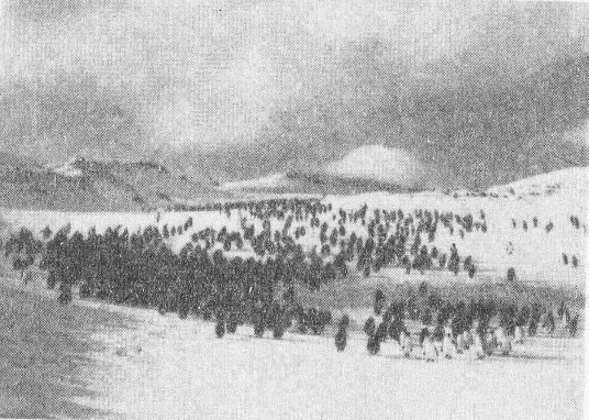 Социальное поведение животных - img_79.png