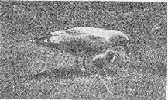 Социальное поведение животных - img_80.png