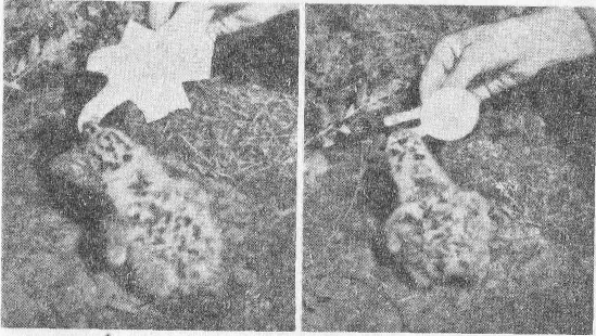 Социальное поведение животных - img_81.png