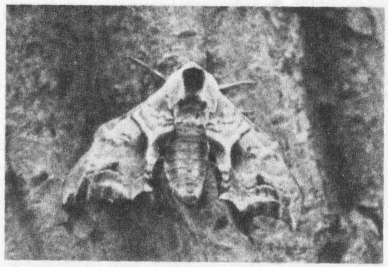 Социальное поведение животных - img_82.png