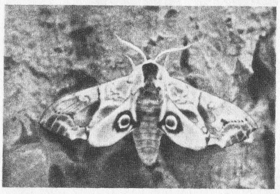 Социальное поведение животных - img_83.png