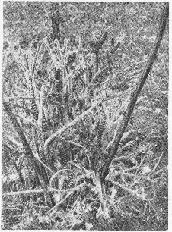 Социальное поведение животных - img_84.png