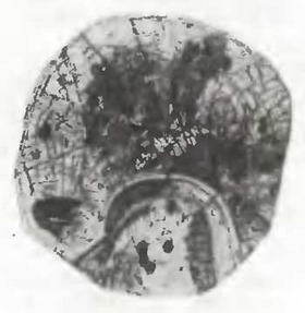 Знание-сила, 1997 № 04 (838) - _63.jpg