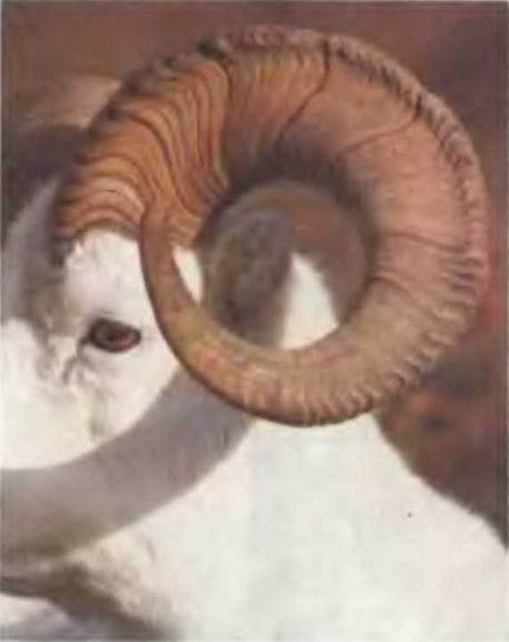 Знание-сила, 1997 № 03 (837) - _43.jpg