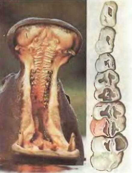 Знание-сила, 1997 № 03 (837) - _37.jpg