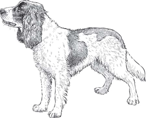 Бесценный дар собаки. История лабрадора Дейзи, собаки-детектора, которая спасла мне жизнь - i_003.png