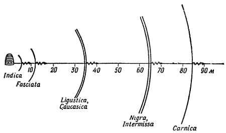 От пчелы до гориллы - _08.jpg_0