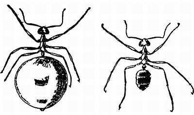 От пчелы до гориллы - _29.jpg_0