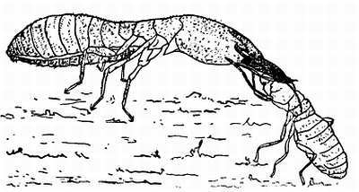 От пчелы до гориллы - _37.jpg