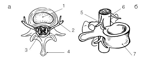 Остеохондроз. Комплекс лечебной биомеханической гимнастики - i_007.jpg