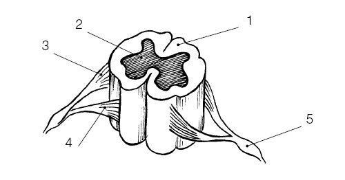 Остеохондроз. Комплекс лечебной биомеханической гимнастики - i_009.jpg