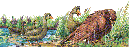 Дивовижні мандри Нільса з дикими гусьми - i_050.png