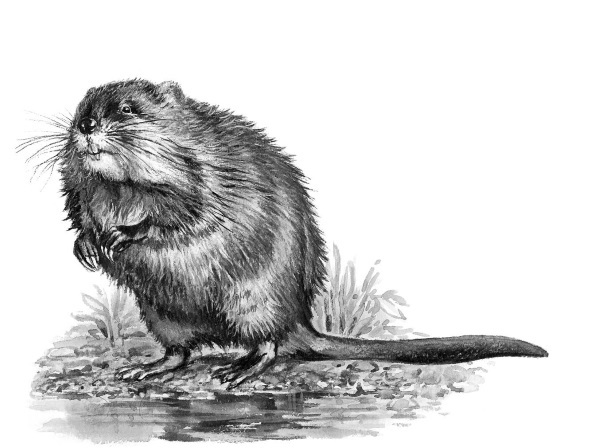 Рассказы о животных. С вопросами и ответами для почемучек - i_027.jpg