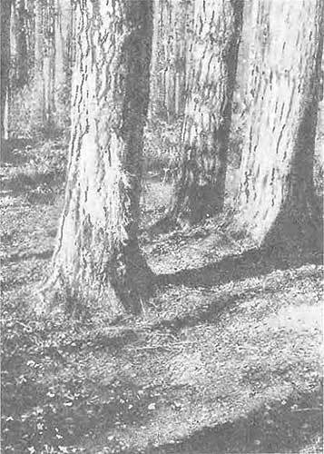 Возвращение зубра - i_011.jpg