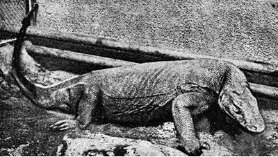 Всемирный следопыт, 1927 № 06 - i_041.jpg