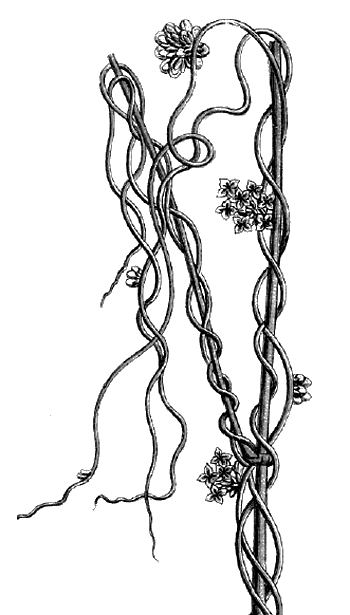 Лягушка-путешественница. С вопросами и ответами для почемучек - i_025.png